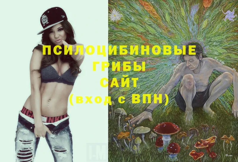 Псилоцибиновые грибы Psilocybine cubensis  Нерехта 